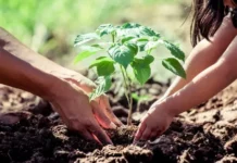Zárate celebra el Día Mundial del Ambiente con actividades de concientización y una nueva plantación de árboles nativos