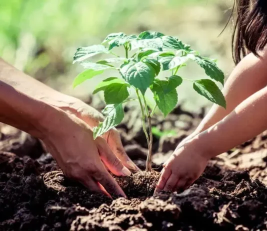 Zárate celebra el Día Mundial del Ambiente con actividades de concientización y una nueva plantación de árboles nativos