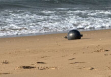 Esferas metálicas en una playa de Australia: qué son y su origen, según la Agencia Espacial