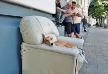 Día Internacional del Perro Callejero: la importancia de adoptar y el sentido posteo de la Vicepresidenta