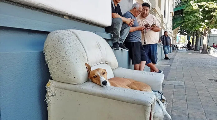 Día Internacional del Perro Callejero: la importancia de adoptar y el sentido posteo de la Vicepresidenta