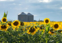Récord: proyectan 3 millones de hectáreas de girasol para la campaña 2026/27