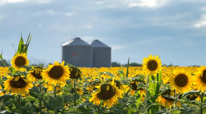 Récord: proyectan 3 millones de hectáreas de girasol para la campaña 2026/27