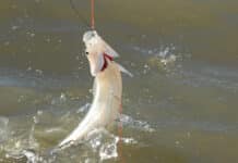 Pejerrey: comienza la veda de la pesca deportiva en la Provincia de Buenos Aires