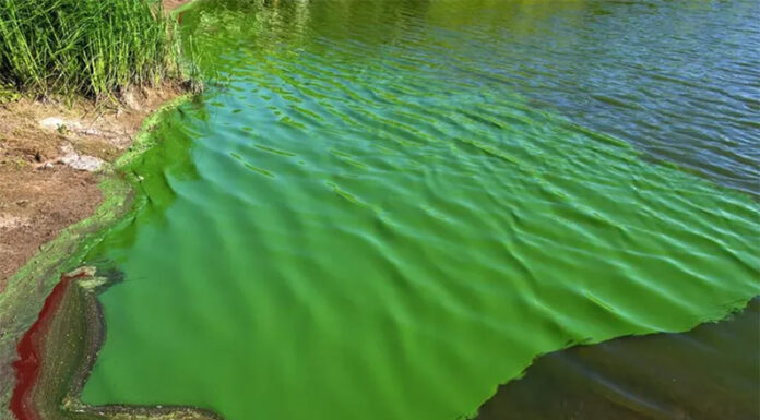 Cianobacterias: alerta naranja en 17 municipios bonaerenses por riesgo en el agua
