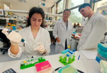Científicos del CONICET avanzan en el diseño de un test rápido y económico para la detección del dengue