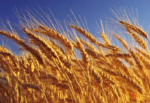 Los precios internacionales de los alimentos escalaron en julio a su nivel más alto en tres años