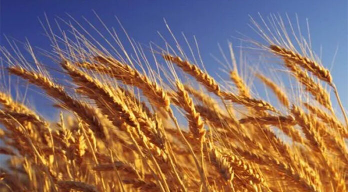 Los precios internacionales de los alimentos escalaron en julio a su nivel más alto en tres años
