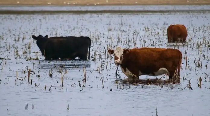 El plan que impulsa el Gobierno bonaerense ante los estragos que podría causar El Niño