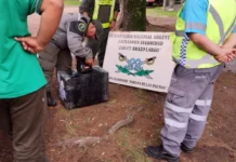 En Zárate: Gendarmería secuestró 73 celulares extranjeros enviados por encomienda en Ruta 12