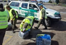 En Zárate: Gendarmería secuestró más de 115 kilos de hojas de coca en la Ruta 9