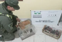En Zárate: Rescataron a 18 aves silvestres que eran trasladadas enjauladas
