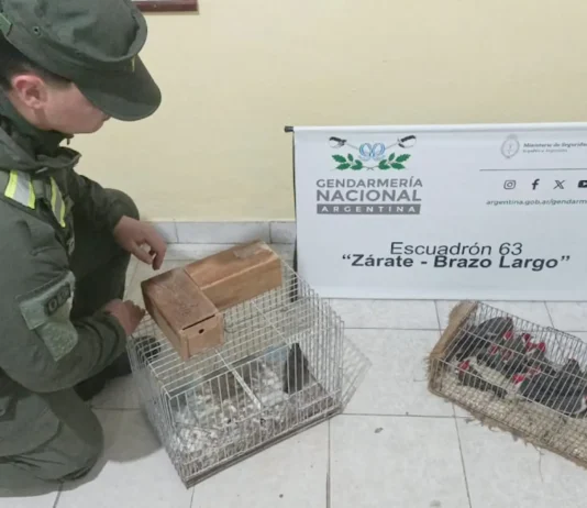 En Zárate: Rescataron a 18 aves silvestres que eran trasladadas enjauladas