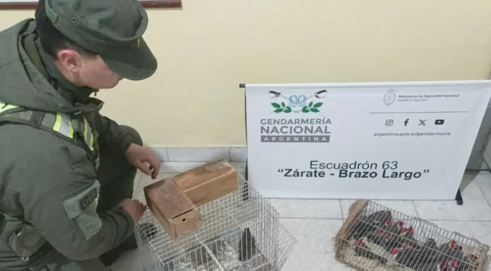 En Zárate: Rescataron a 18 aves silvestres que eran trasladadas enjauladas