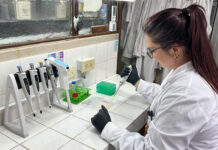 Descubren cómo se comunican las células del cáncer pancreático más frecuente para sobrevivir a condiciones adversas
