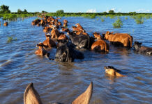 Niño fuerte: La campaña gruesa arranca con mucha agua en el suelo y tormentas en el horizonte