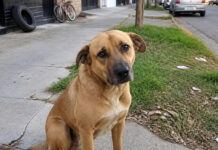 Proponen penas de hasta 60 días de arresto para que quienes maltraten a sus mascotas