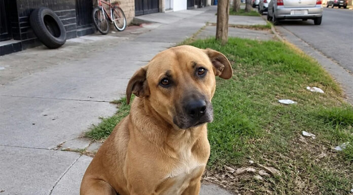 Proponen penas de hasta 60 días de arresto para que quienes maltraten a sus mascotas