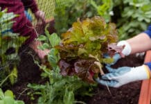 Huerta Urbana Bonaerense: cómo inscribirse para recibir plantines