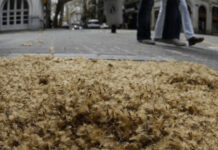 Crean un mapa de los plátanos de CABA para ayudar a transitar la primavera