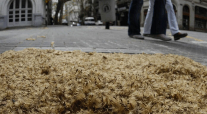 Crean un mapa de los plátanos de CABA para ayudar a transitar la primavera