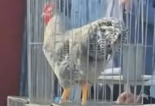 Se vendió el gallo más caro de la Argentina: más de tres millones de pesos