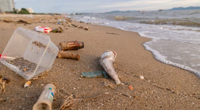 Llega la 9ª Edición del Censo de Residuos de la Costa Atlántica Bonaerense: cuándo es y cómo sumarse