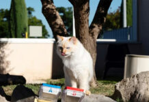 Testeadores de lujo: los secretos de una multinacional para triunfar en el mercado de alimento para mascota