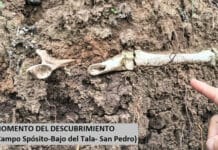 Descubren el brazo más completo y articulado de una corzuela fósil: ¿cómo eran estos animales?