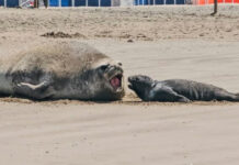 Se podrán aplicar multas a quienes molesten a la fauna silvestre en las playas de Mar del Plata